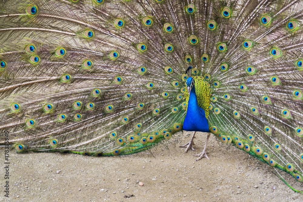 Obraz premium Beautiful indian blue peafowl male showing bright colorful feathers