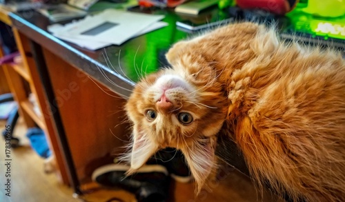 Red Main Coon kitten