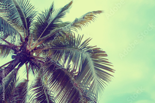 Fototapeta Naklejka Na Ścianę i Meble -  Plam tree on the white background (palm, tree, coconut)