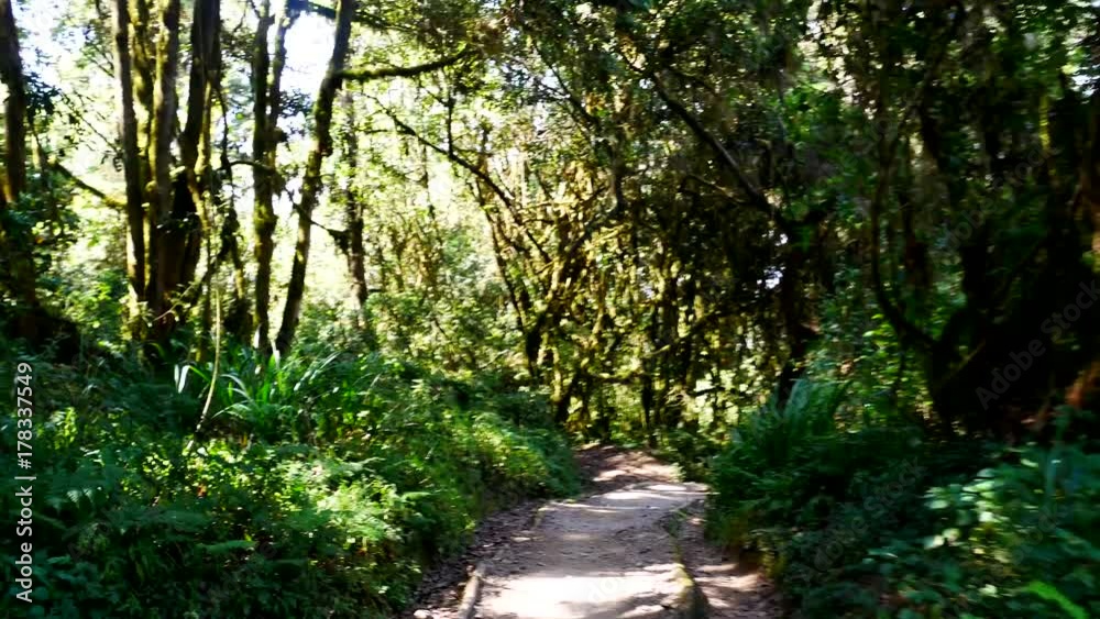 Walking through The Dense Tanzanian Rainforrest Walking through The Dense Tanzanian Rainforrest