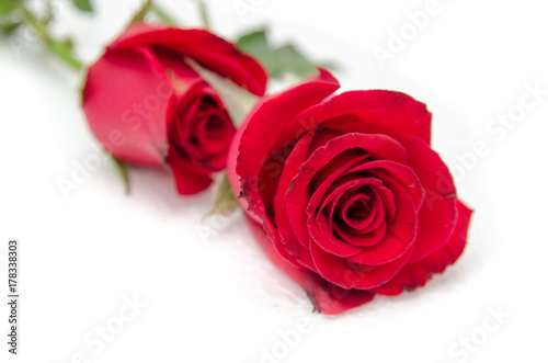  red rose isolated on white background