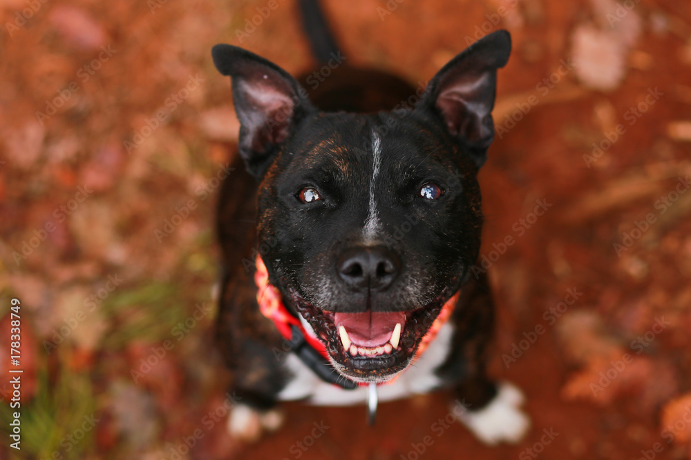 Portrait of staffordshire bull terrier Portrait of staffordshire bull terrier