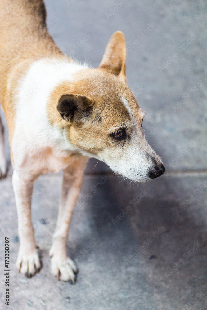 Thai Dog : タイ・犬・野犬