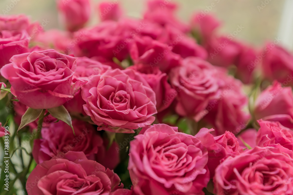 bunch of pink roses background, soft focus bunch of pink roses background, soft focus