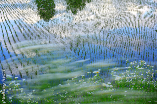 Young rice field with sky and clouds reflection.