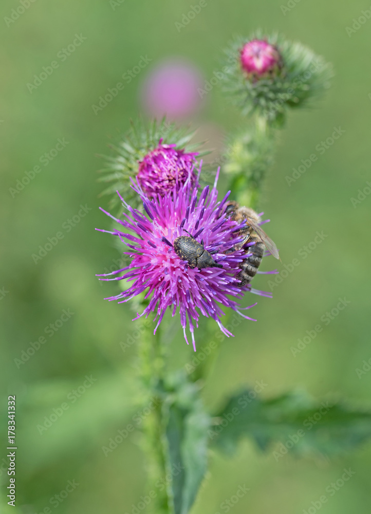 Gewöhnliche Kratzdistel, Cirsium vulgare Gewöhnliche Kratzdistel, Cirsium vulgare
