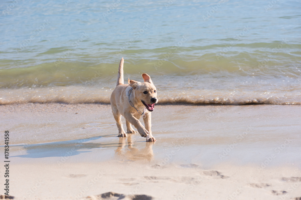 labrador retriever