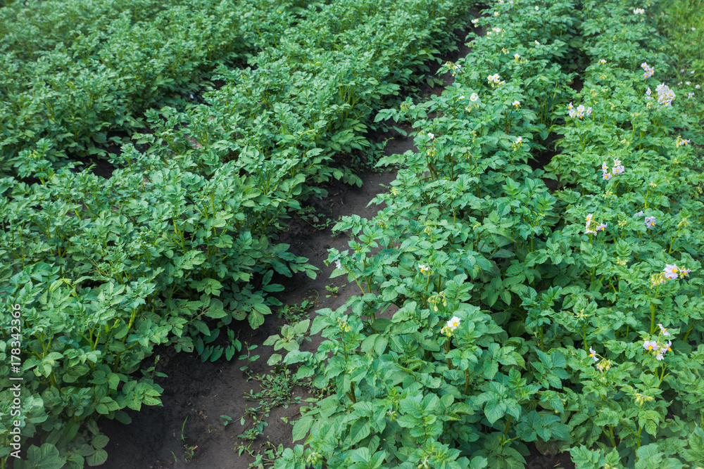 Blooming potato plants on the field. Selective focus. Blooming potato plants on the field. Selective focus.