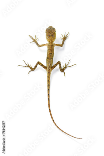 Top view young garden lizard from southeast Asia on white background