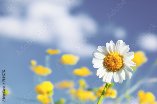 Chamomile among flowers