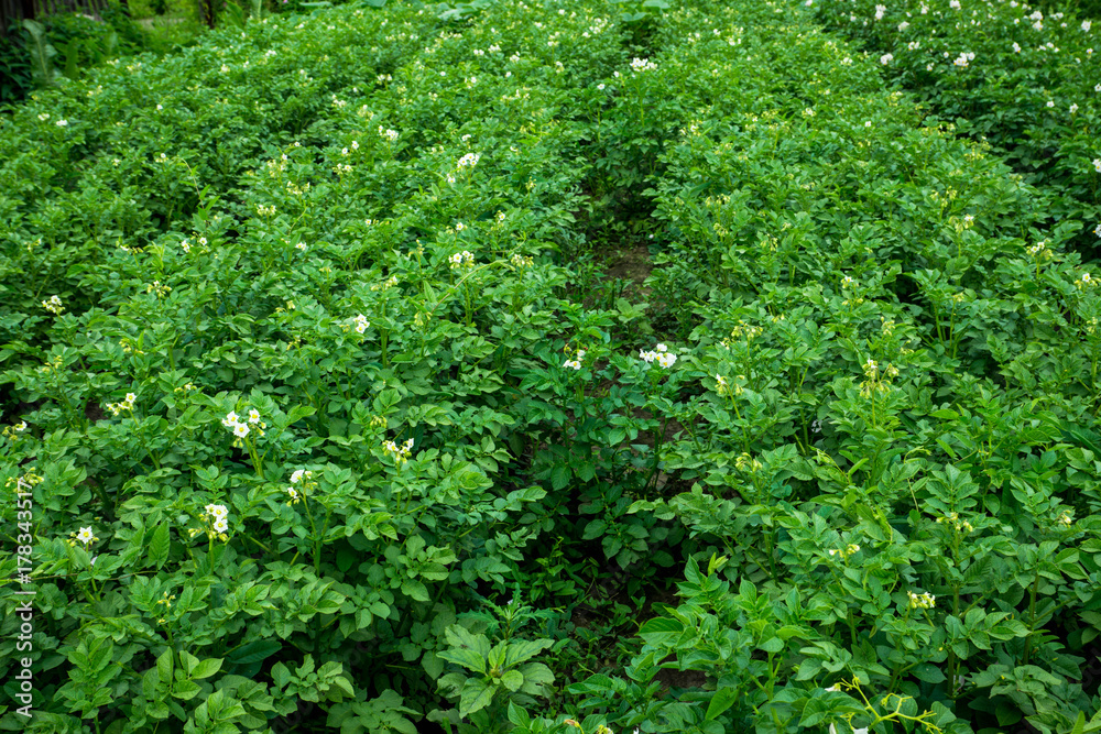 Blooming potato plants on the field. Selective focus. Blooming potato plants on the field. Selective focus.