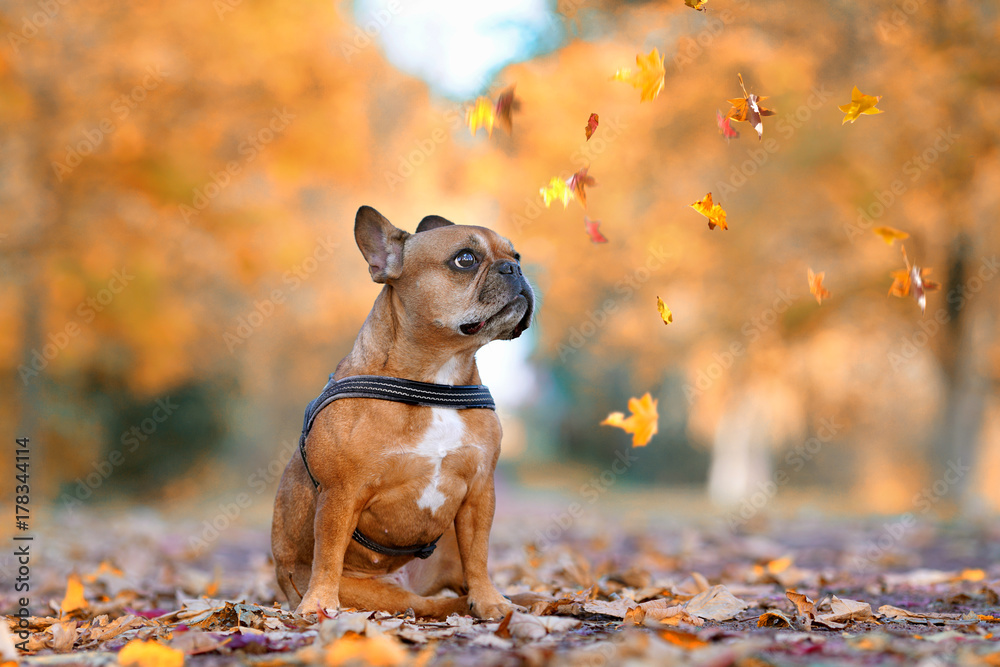 französische Bulldogge im Herbstpark