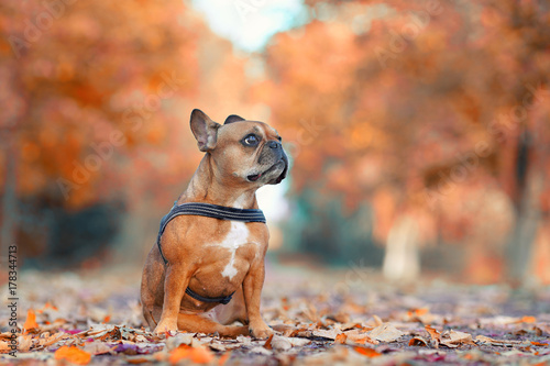 Hund in der Herbstallee