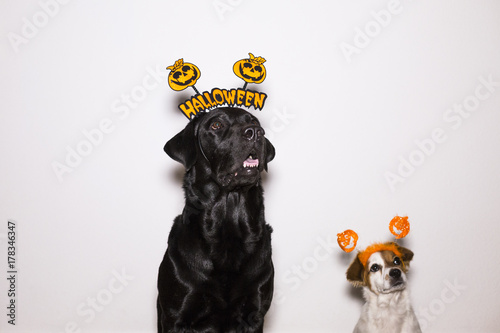 Fototapeta Naklejka Na Ścianę i Meble -  two beautiful dogs, a small cute dog and a black labrador wearing funny halloween diadems. Indoors. Costumes