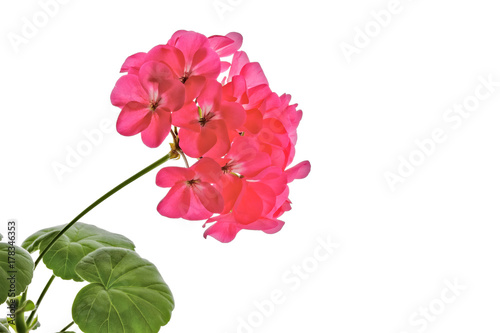 Fototapeta Naklejka Na Ścianę i Meble -  Geranium flower isolated on white