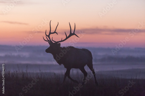 elk silhouette at dawn; Maxwell Wildlife Refuge; Kansas photo