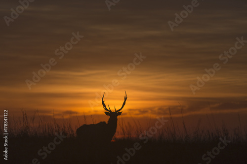 elk silhouette at sunrise; Maxwell Wildlife Refuge; Kansas