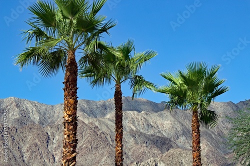 Palm trees at Palm Springs - California