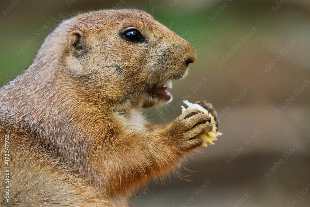 Prairie Dog Prairie Dog