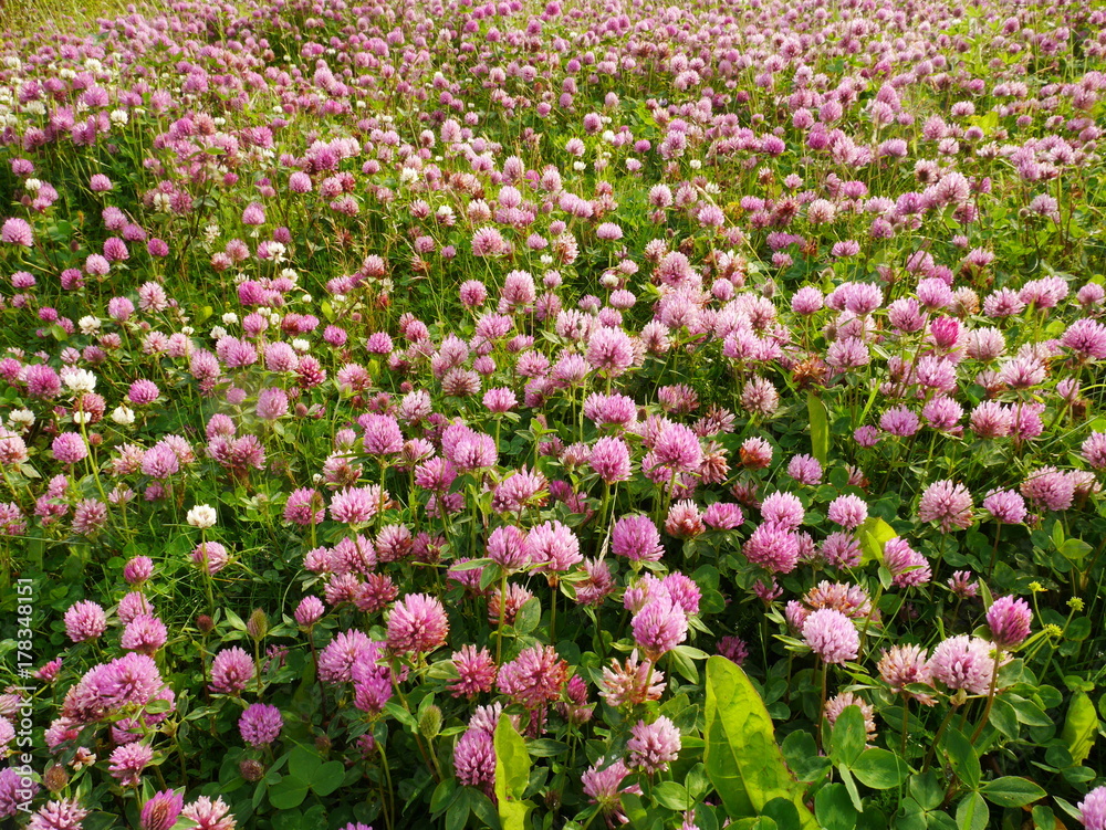 Red Clover Flowers