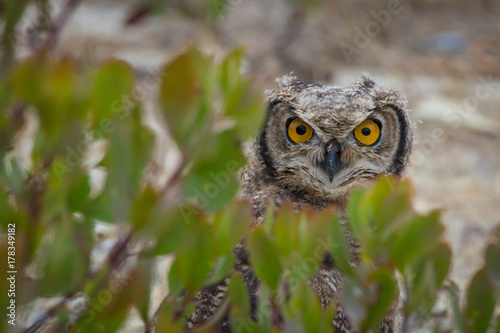 Spotted Eagle-owl stares from behind a bush near De Mond, South Africa