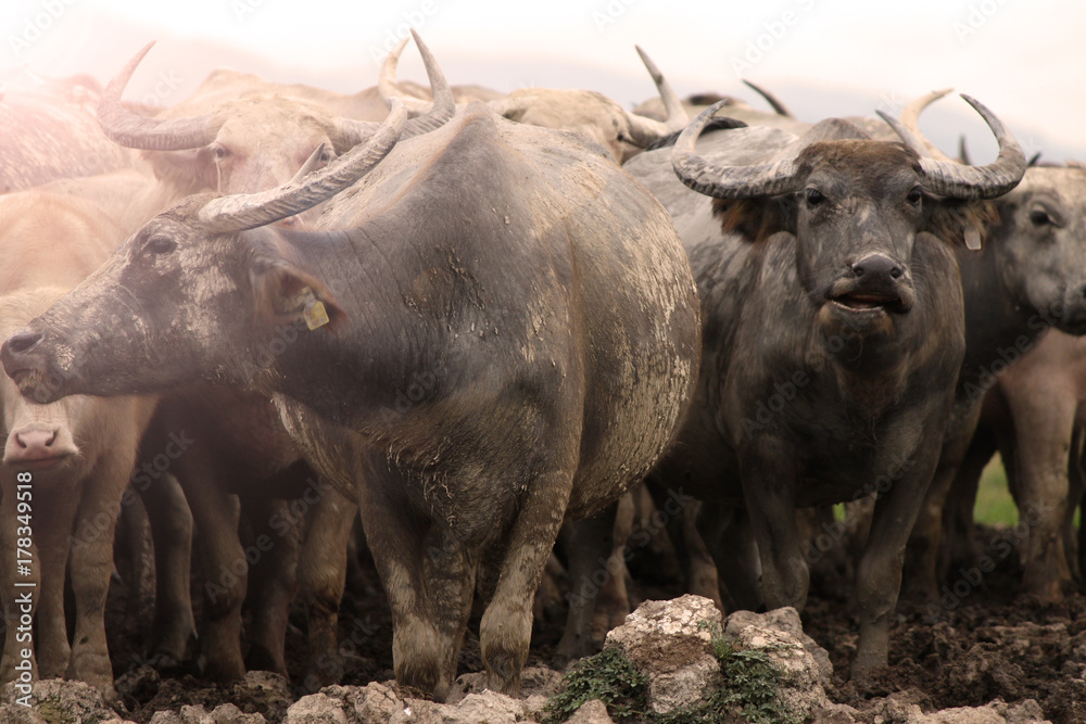 Fototapeta premium Thai Buffalo