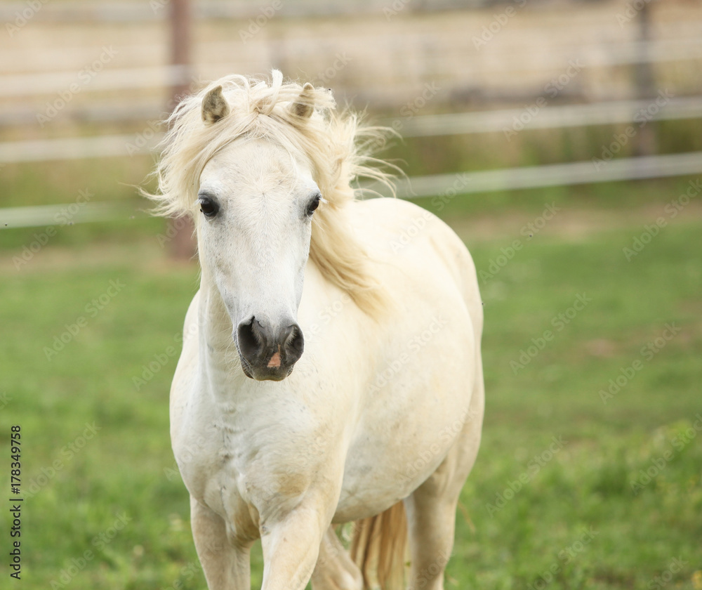White pony on pasturage White pony on pasturage