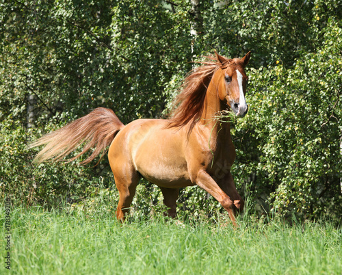Beautiful arabian horse running in freedom