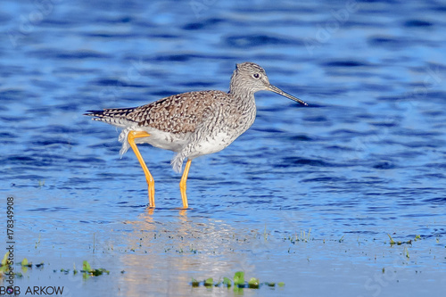 Greater Yellowlegs