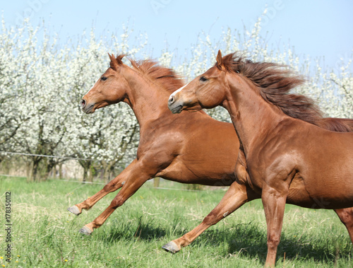 Two quarter horses running together in spring