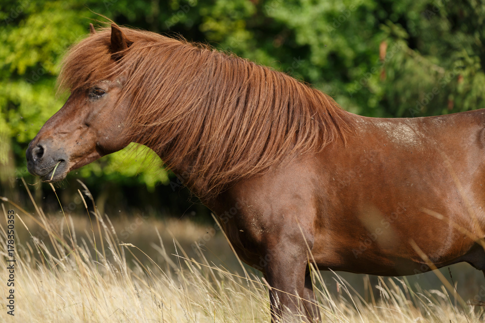 Fototapeta premium Pferd kitzelt Mädchen