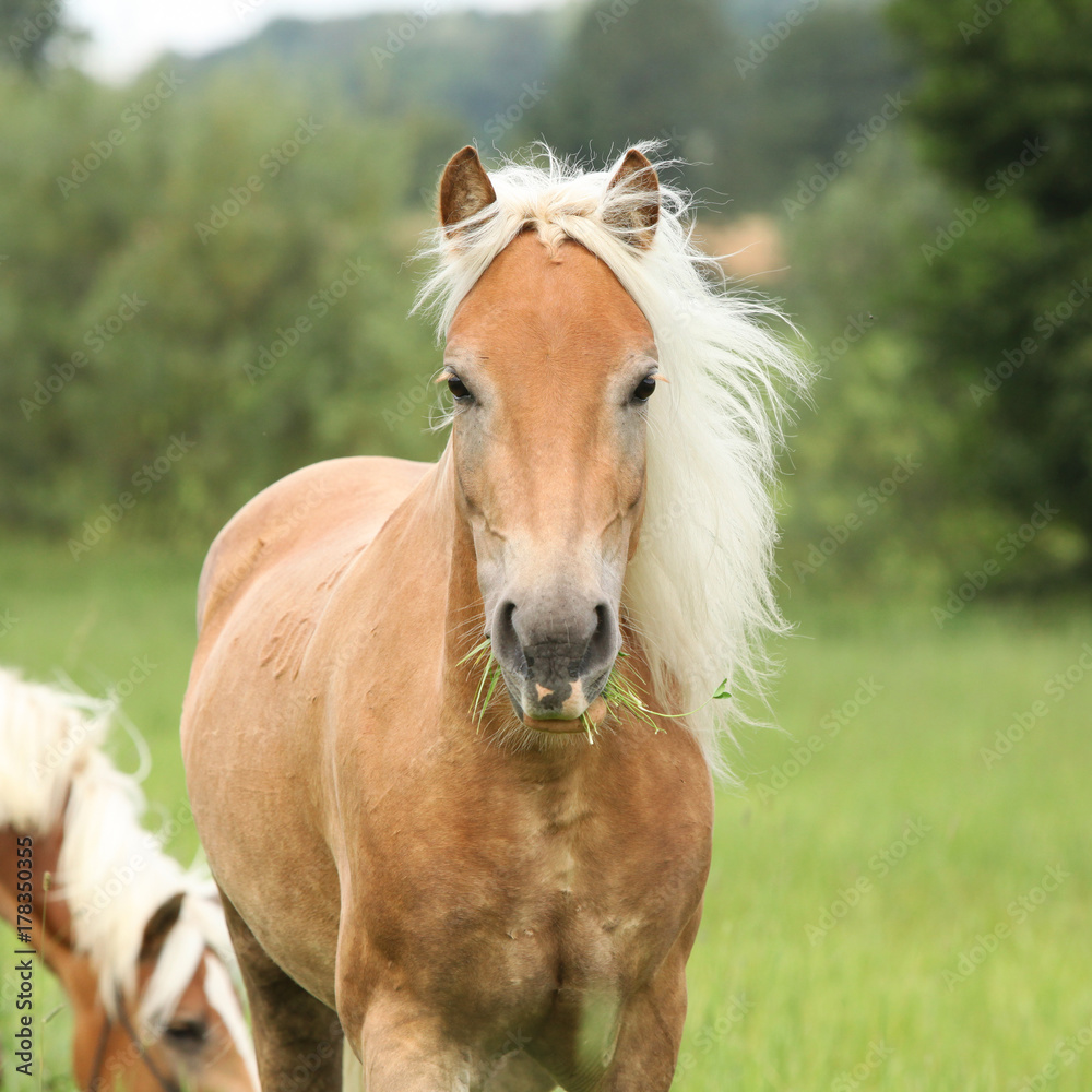 Nice haflinger running in freedom Nice haflinger running in freedom