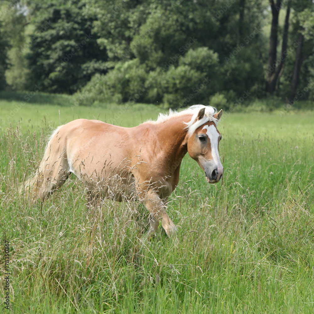 Nice haflinger running in freedom Nice haflinger running in freedom