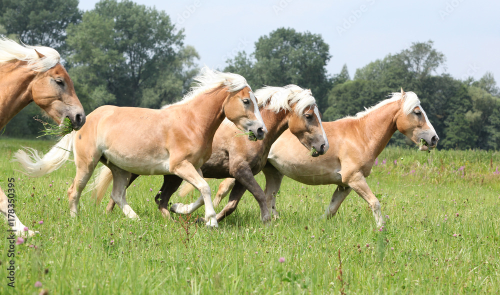 Batch of haflingers running in freedom Batch of haflingers running in freedom
