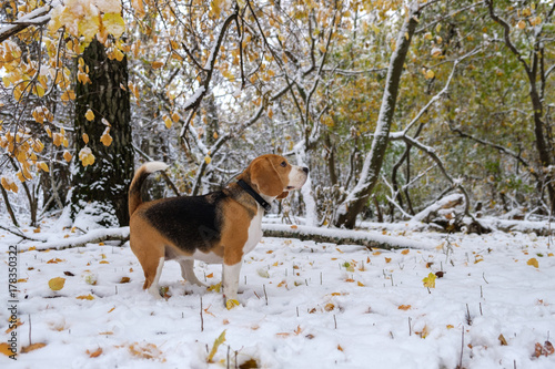 Fototapeta Naklejka Na Ścianę i Meble -  Beagle dog in autumn snowy forest