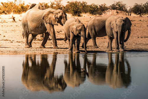 Photography Wild elephants drinking at the waterhole in Etosha NP, Namibia, Africa