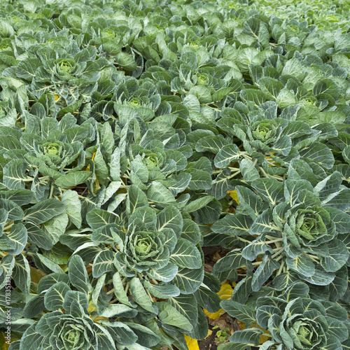 brussel sprout cabbage field just before harvest 
in the netherlands