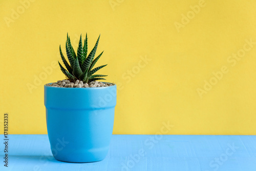 Cactus on the desk with yellow wall background