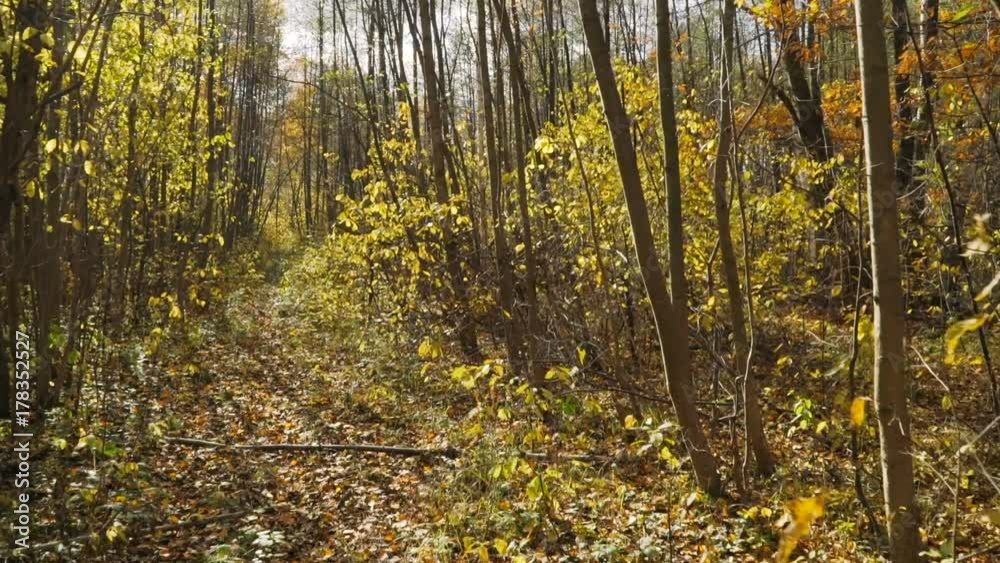 Movement on the autumnal young alder forest on a sunny day on steadicam. Movement on the autumnal young alder forest on a sunny day on steadicam.