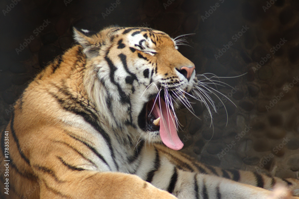 Obraz premium Tygrys