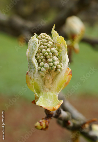 Springtime Chestnut Bud photo