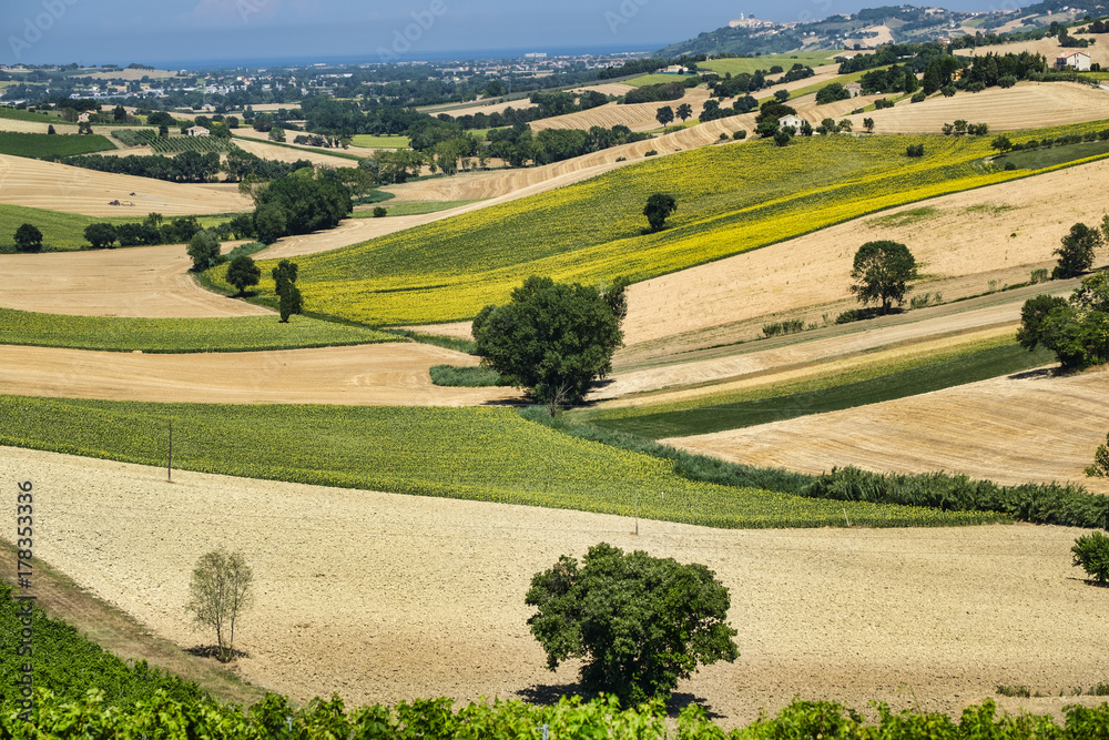 Summer landscape in Marches (Italy) near Montefano