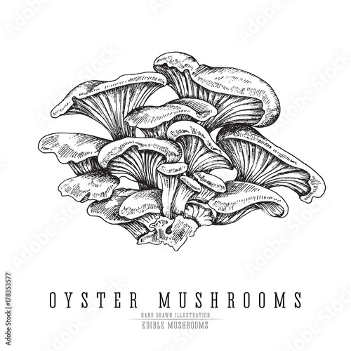 Oyster mushrooms vector sketch collection. Edible mushroom isolated engraving on white background.