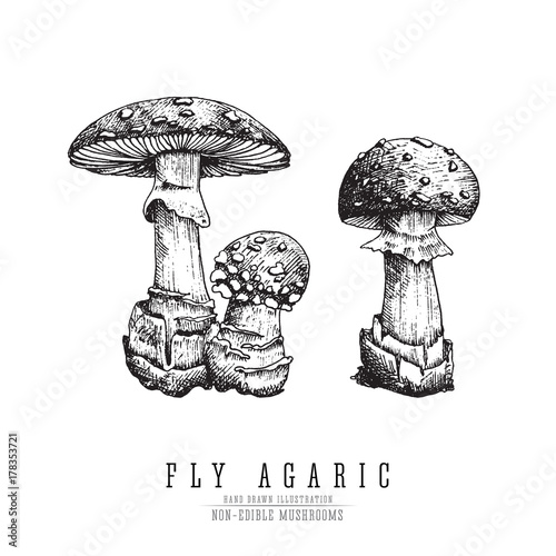 Fly agaric, non-edible poisonous forest mushrooms sketch vector illustration isolated.