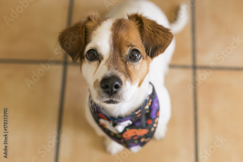 portrait of a young cute small dog posing with a halloween bandana. Indoors