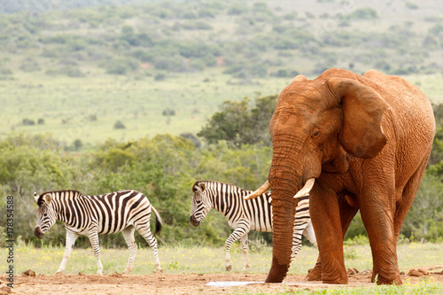 Elephant standing while the Zebras is passing by