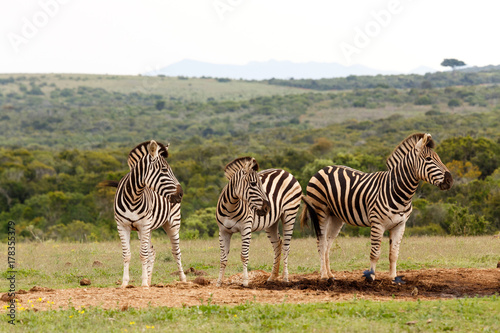 Zebras standing and looking in the same direction