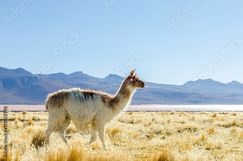Lama français, Sud Lipez, Bolivie photo