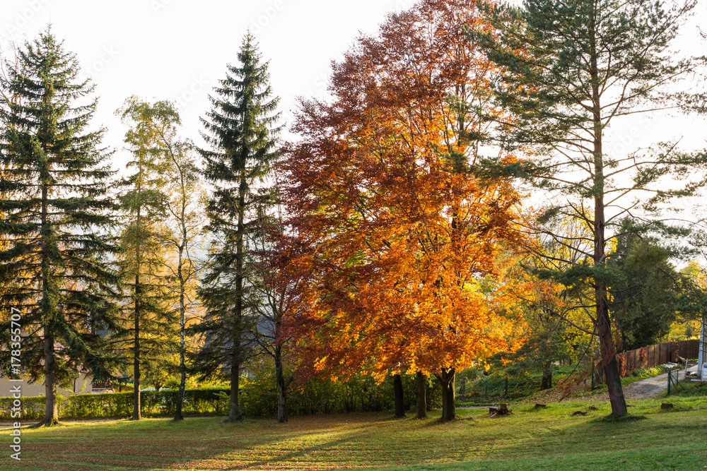 Naklejka premium Forest spring nature landscape in sunny spring weather. Sunset in forest.