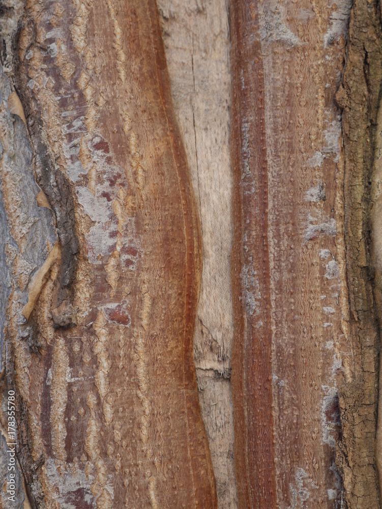 Obraz premium Texture